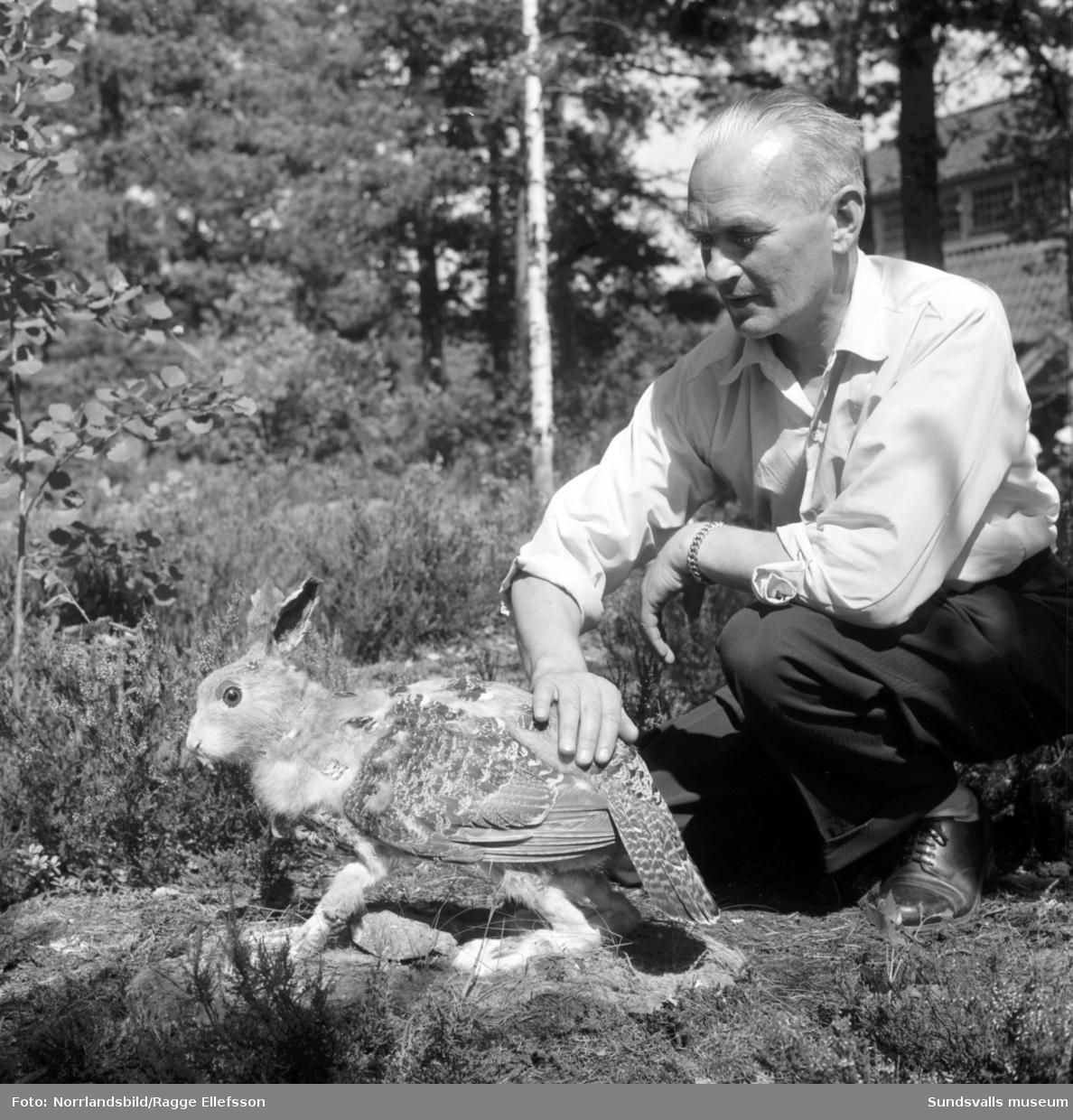 Rudolf Granberg med skvaderdjuret. Foto: Norrlandsbild/Ragge Ellefsson, Sundsvalls museum